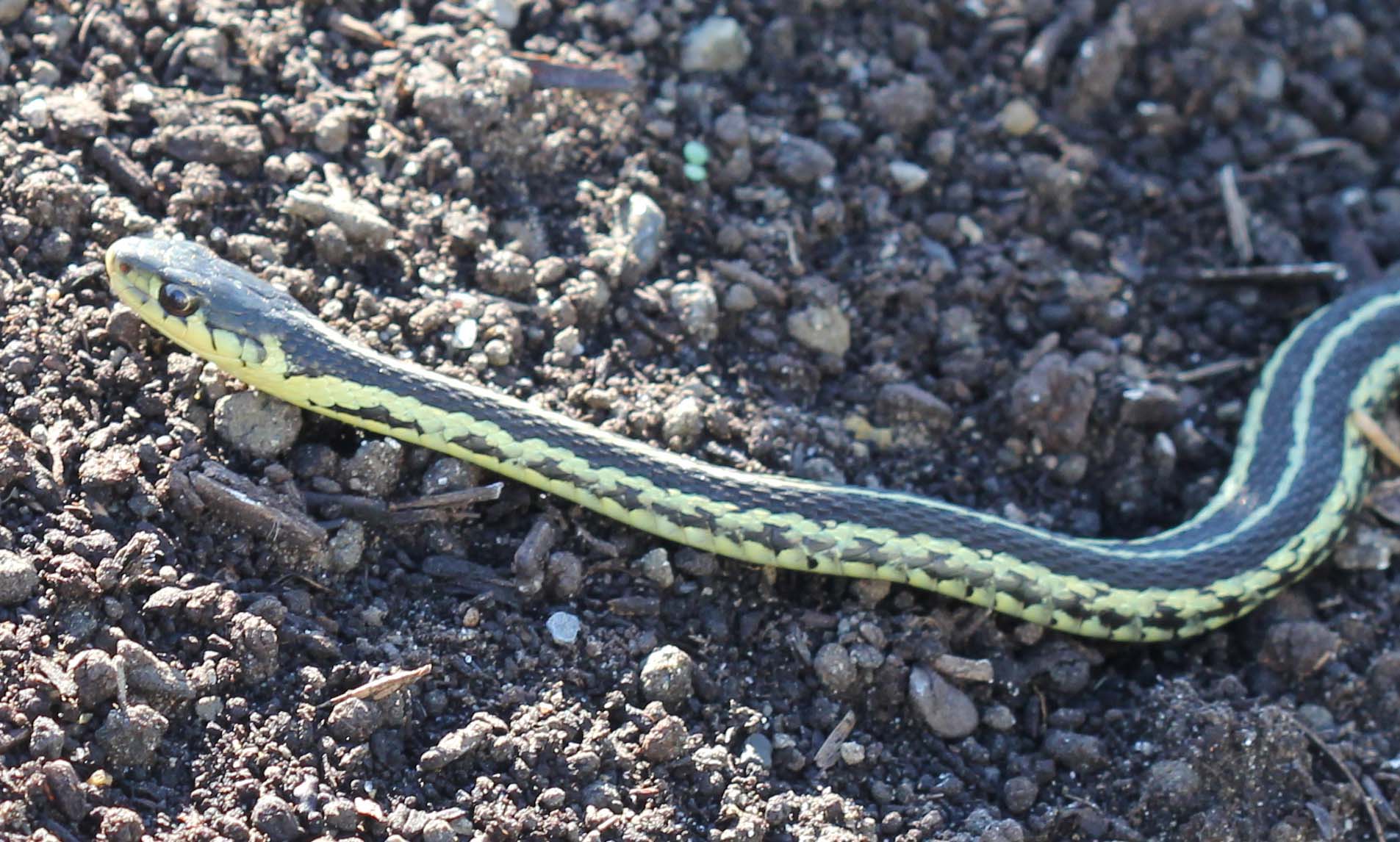 Garter Snake